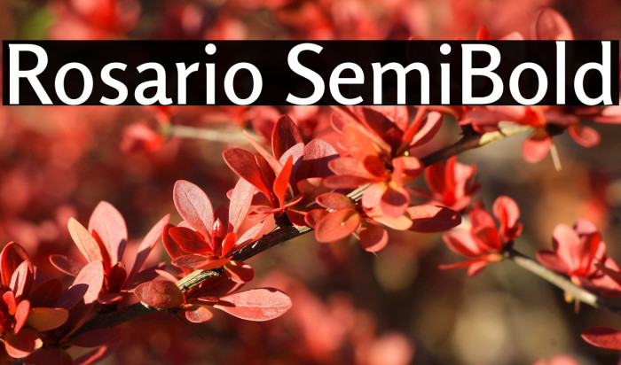 Rosario SemiBold Example 3