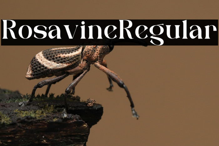 Rosavine Regular Example 1