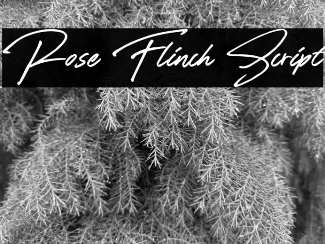 Rose Flinch Script Font examples