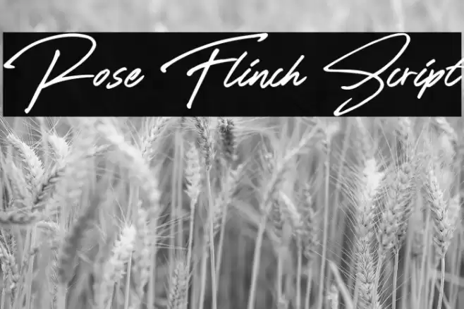 Rose Flinch Script Font examples