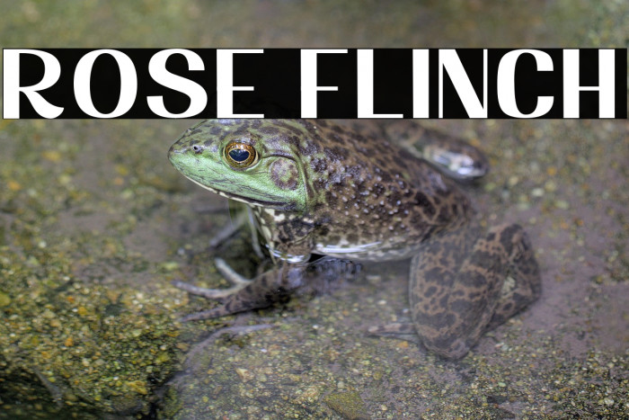 Rose Flinch Example 1