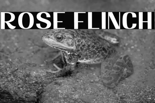 Rose Flinch Font examples