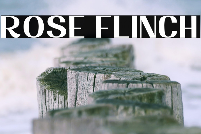 Rose Flinch Example 2