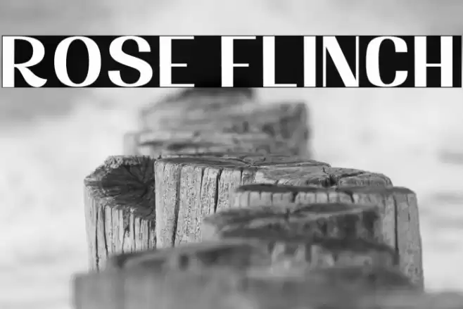 Rose Flinch Font examples