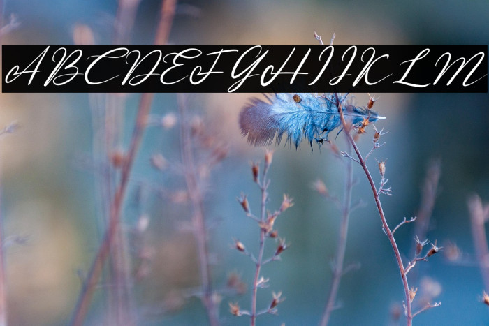 Rose Malow Example 2