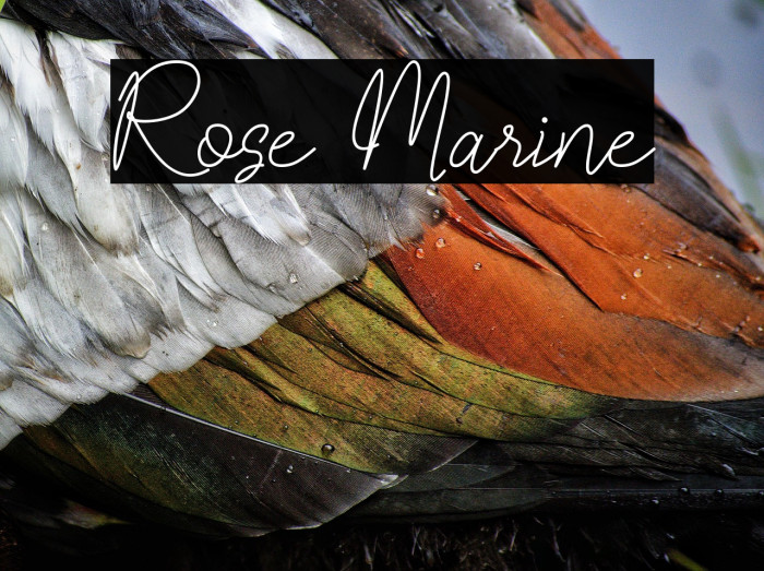 Rose Marine Example 3