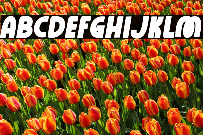 Rose Minie Bold Italic Example 1