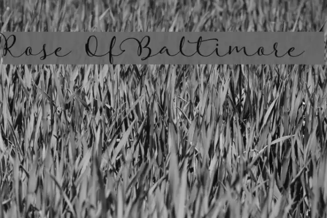 Rose Of Baltimore Font examples