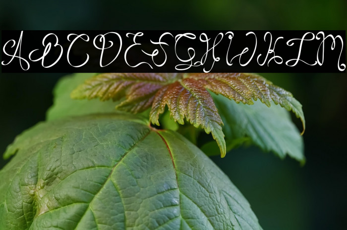 RoseHellisaDemo Example 3