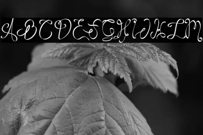 RoseHellisaDemo Font examples