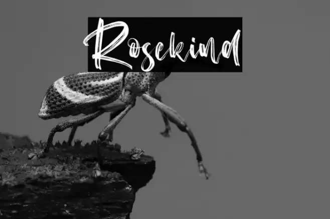Rosekind Font examples