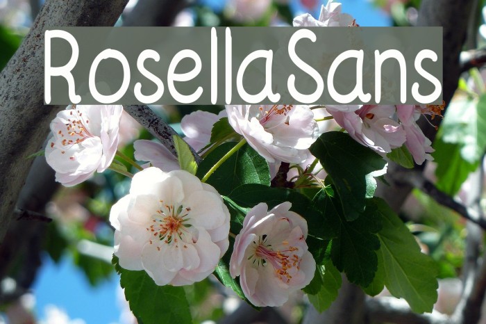 RosellaSans Font examples
