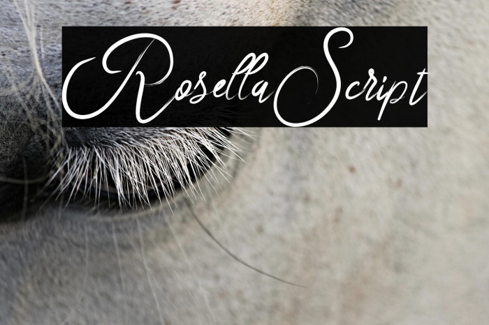 RosellaScript Example 3