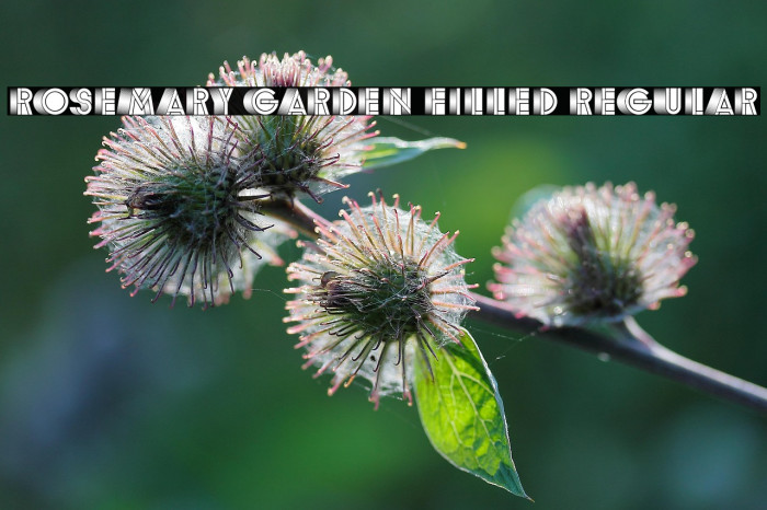 Rosemary Garden Filled Regular Example 2