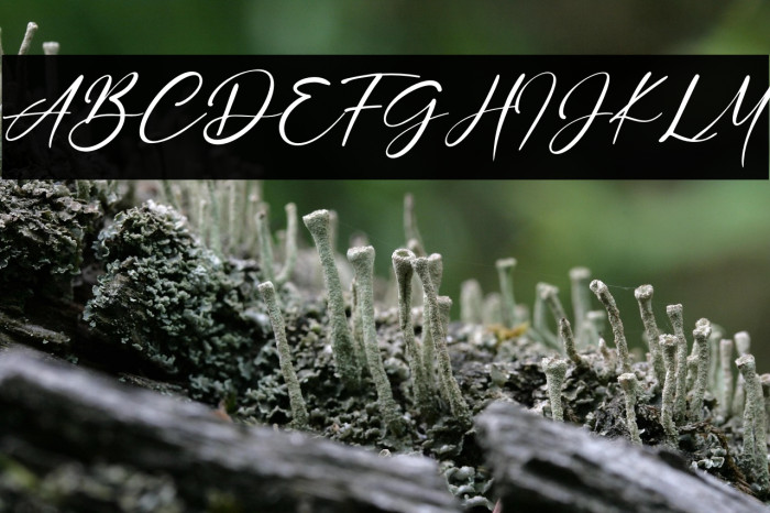 Rosemary Jasmine Example 2