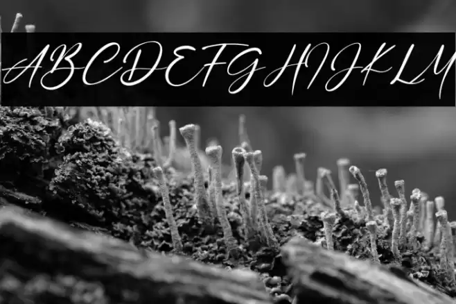 Rosemary Jasmine Font examples