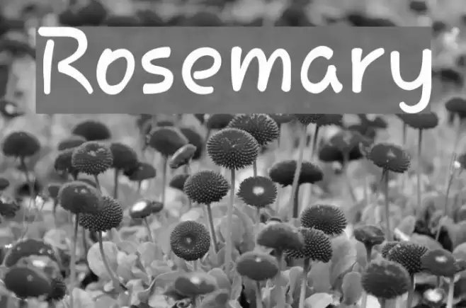 Rosemary Font examples