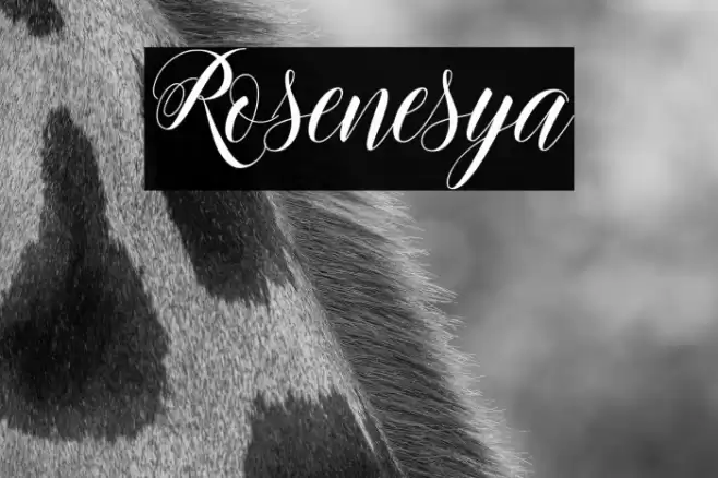 Rosenesya Font examples