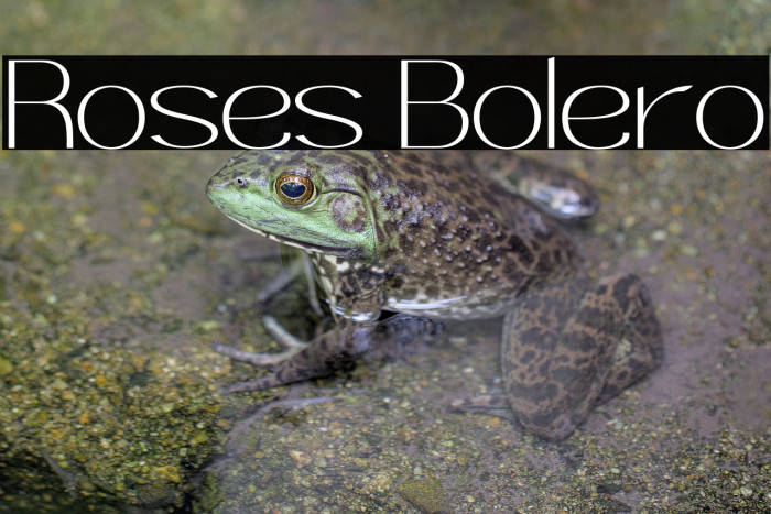 Roses Bolero Example 1