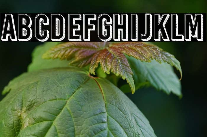 Rosita's Dinner Example 1