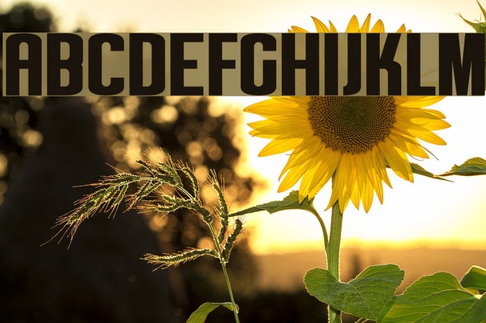 Roskilde DEMO Regular Font examples