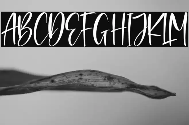 Rossalyta Nataly Schriftart examples