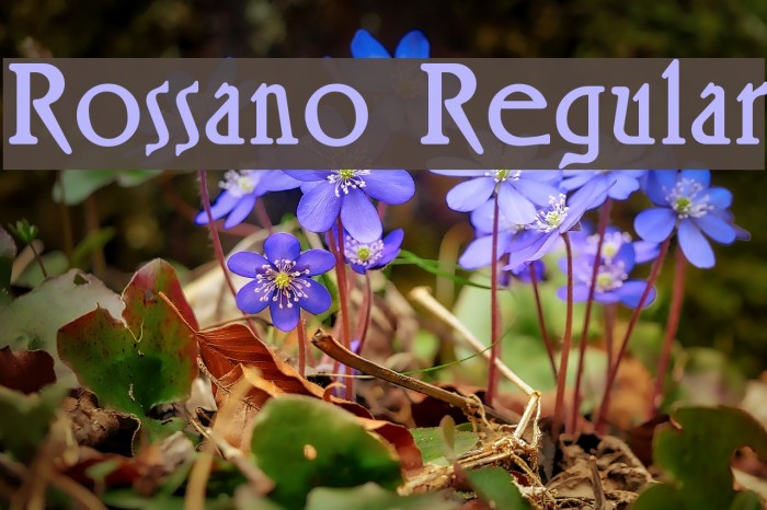 Rossano Regular Font examples