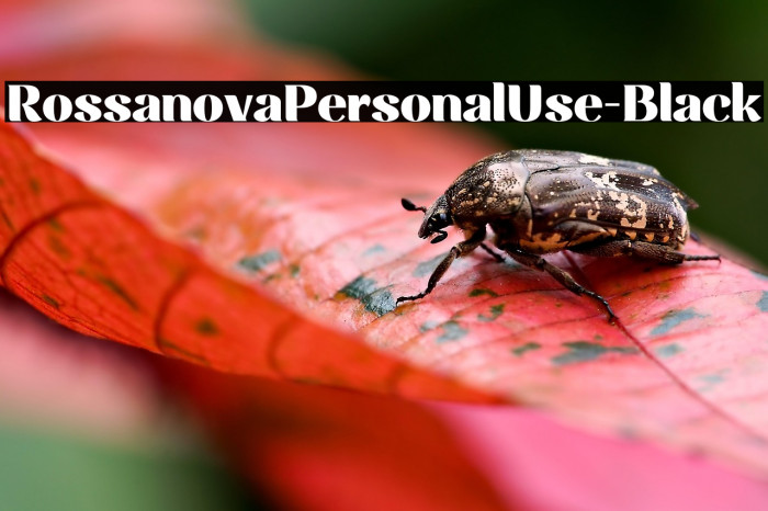 RossanovaPersonalUse-Black Example 3