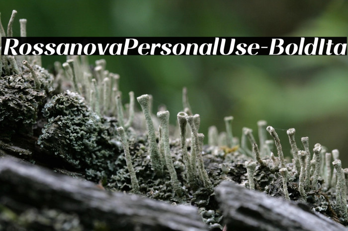 RossanovaPersonalUse-BoldIta Example 1