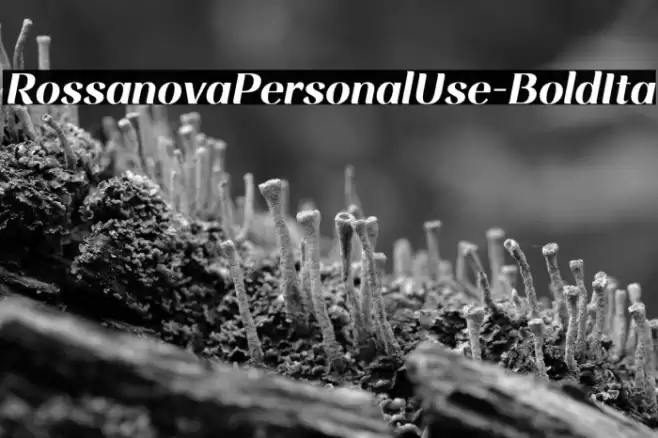 RossanovaPersonalUse-BoldIta Font examples