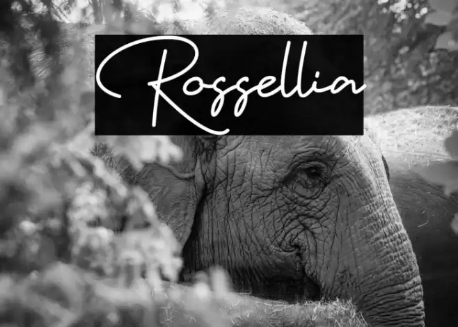 Rossellia Font examples