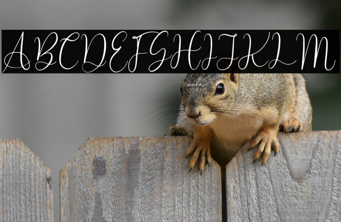 Rossie Bella Example 1