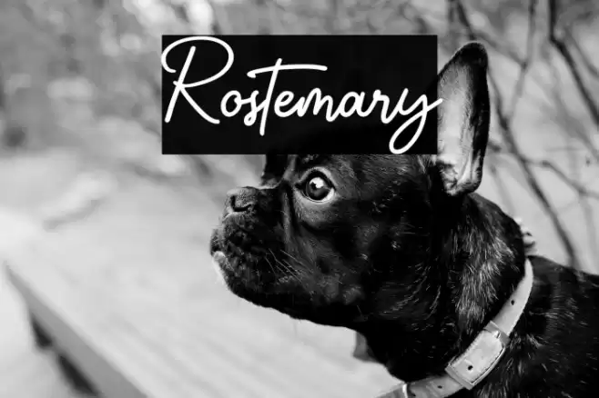 Rostemary Font examples