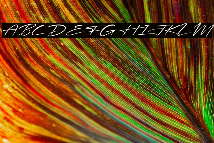 Rosterdam Signature Italic Example 1