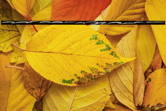 Rostheroid Swash Example 1