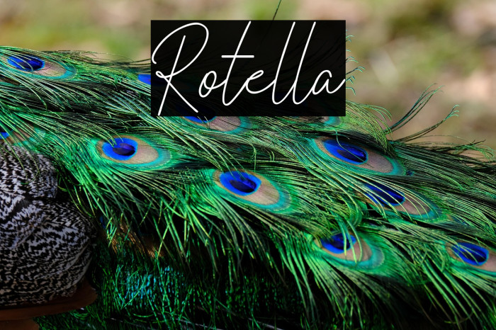 Rotella Example 2