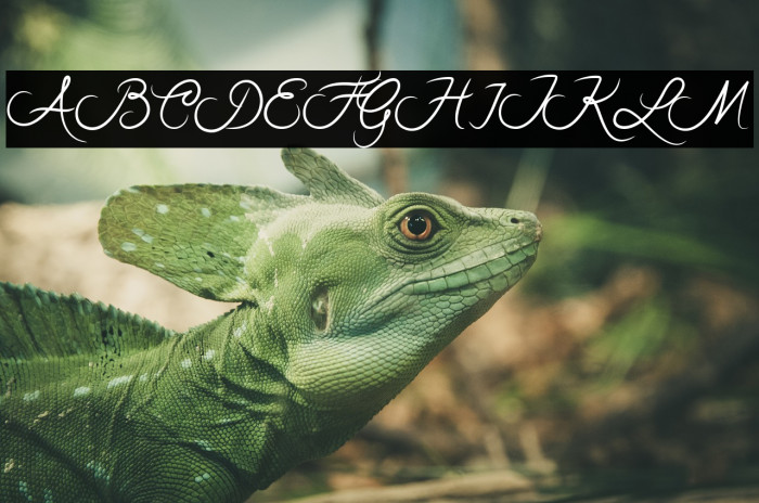 Rothenburg Script Font examples
