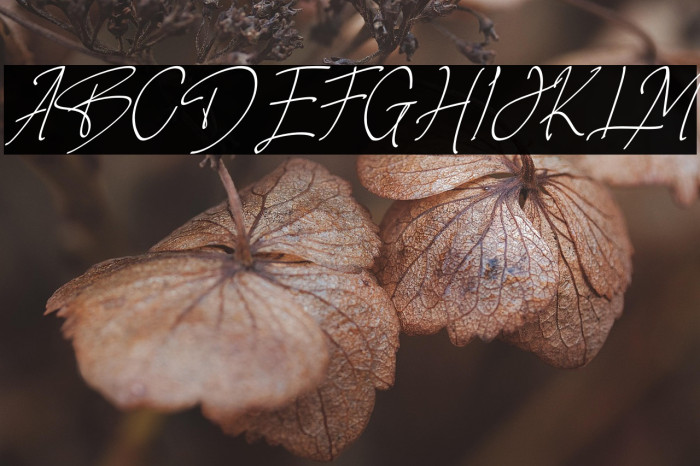 Rotherland Example 2