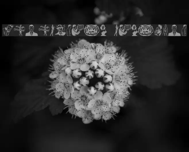 Rotodesign Dingbats Font examples