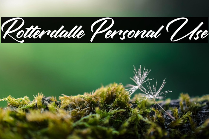 Rotterdalle Personal Use Example 3