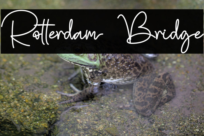 Rotterdam Bridge Example 2