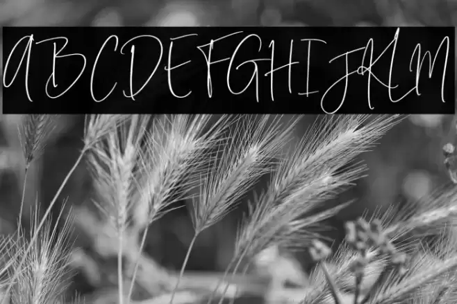 Rotterdam Font examples