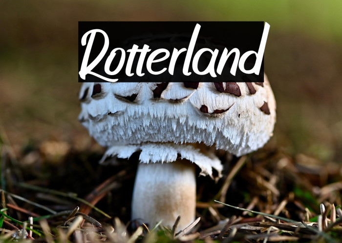 Rotterland Example 2
