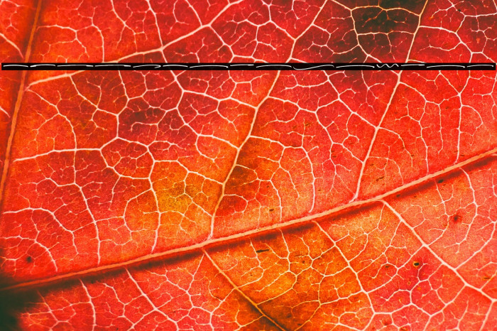 Rottersand Swash Example 1