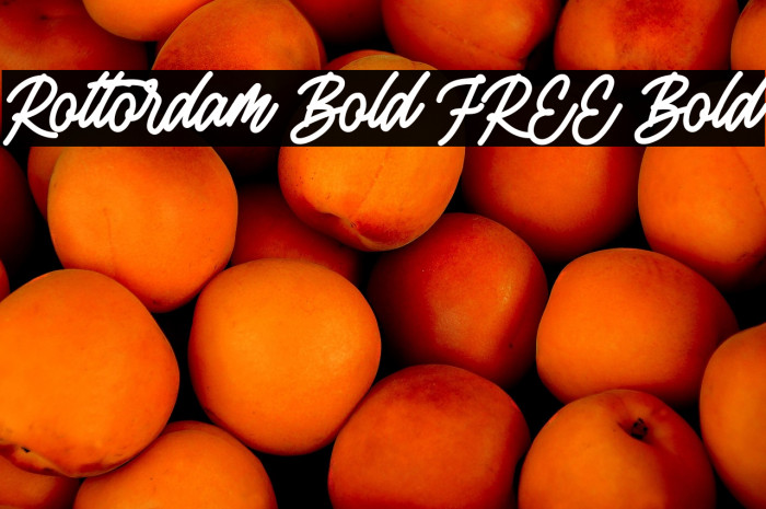 Rottordam Bold FREE Bold Example 2