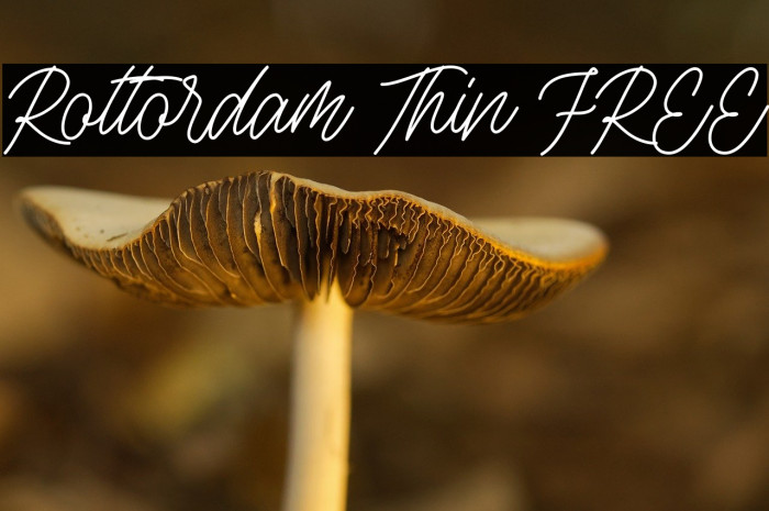 Rottordam Thin FREE Example 3