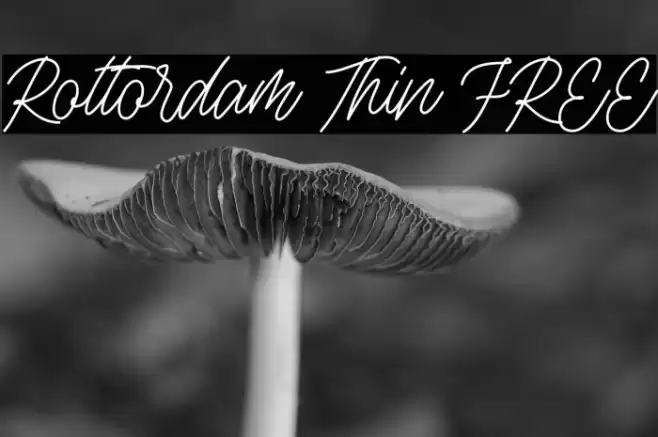 Rottordam Thin FREE Fuentes examples