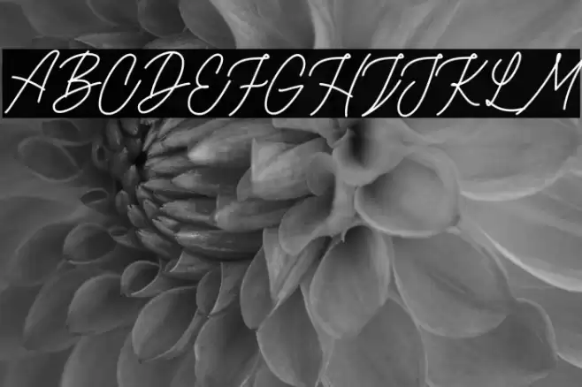 RottordamThinFREE Fuentes examples