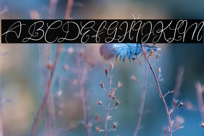 Rottrydam Wargna Personal Use Example 3