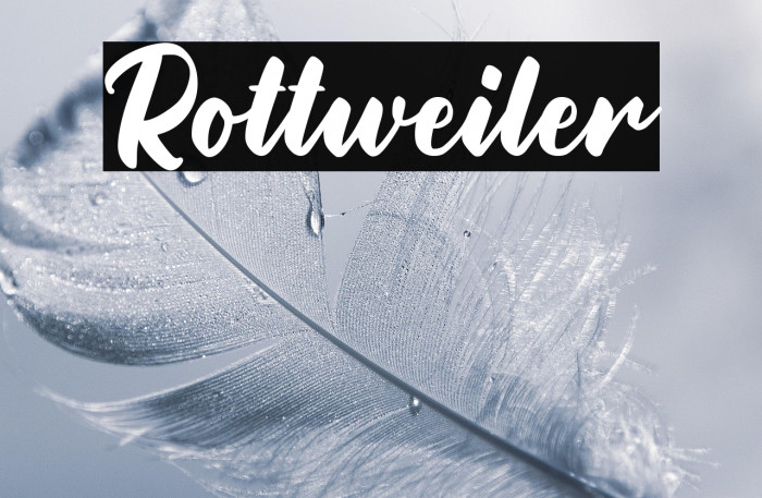 Rottweiler Example 3